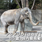 アジアゾウ「はな子」65歳、国内最高齢