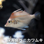 深海魚ベニカワムキ
