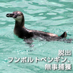 脱出フンボルトペンギン、無事捕獲