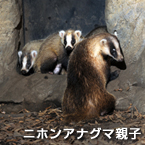 ニホンアナグマ親子