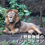 上野動物園のインドライオン