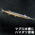 マグロ水槽にハマダツ登場