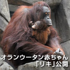 オランウータン赤ちゃん「リキ」公開