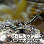 葛西臨海水族園のハシナガウバウオ