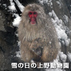 雪の日の上野動物園