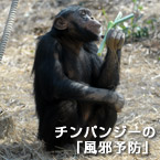 チンパンジーの「風邪予防」