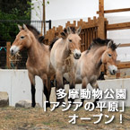 多摩動物公園「アジアの平原」オープン！