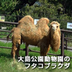 大島公園動物園のフタコブラクダ