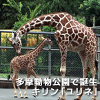 多摩動物公園で誕生、キリン「ユリネ」