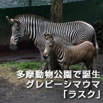 多摩動物公園で誕生、グレビーシマウマ「ラスク」