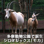 多摩動物公園で誕生、シロオリックス「モカ」