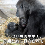 ゴリラのモモカ、母親と姉に見守られて