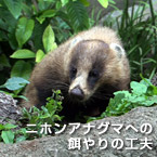 ニホンアナグマへの餌やりの工夫