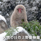 大雪の日の上野動物園