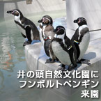井の頭自然文化園にフンボルトペンギン来園