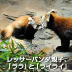 レッサーパンダ親子、「ララ」と「ライライ」