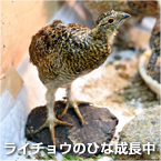 ライチョウのひな成長中