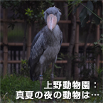 上野動物園：真夏の夜の動物は…