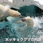 ホッキョクグマの同居