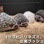 ヨツユビハリネズミ、出産ラッシュ