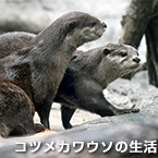 コツメカワウソの生活