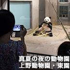 真夏の夜の動物園上野動物園・東園