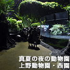 真夏の夜の動物園上野動物園・西園