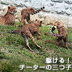 駆ける！チーターの三つ子