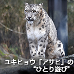 ユキヒョウ「アサヒ」の“ひとり遊び”