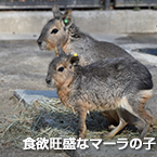 食欲旺盛なマーラの子