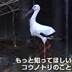 もっと知ってほしいコウノトリのこと