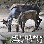 4月19日生まれのトナカイ「シーク」