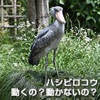 ハシビロコウ 動くの？動かないの？