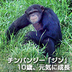チンパンジー「ジン」 10歳、元気に成長