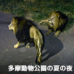 多摩動物公園の夏の夜