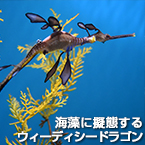 海藻に擬態する ウィーディシードラゴン