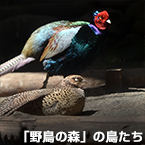 「野鳥の森」の鳥たち