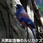 「野鳥の森」の鳥たち