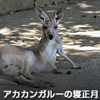 アカカンガルーの寝正月