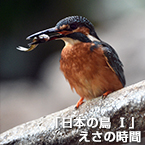 「日本の鳥 Ⅰ」えさの時間