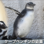 ケープペンギンの幼鳥