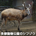 多摩動物公園のシフゾウ