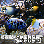 葛西臨海水族園特設展示「海のゆりかご」