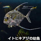 イトヒキアジの幼魚