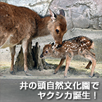 井の頭自然文化園でヤクシカ誕生！
