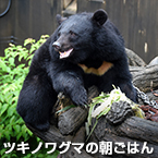 ツキノワグマの朝ごはん