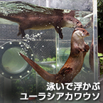 泳いで浮かぶユーラシアカワウソ