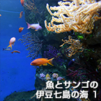 魚とサンゴの伊豆七島の海 1”
