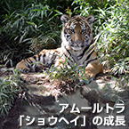 アムールトラ「ショウヘイ」の成長