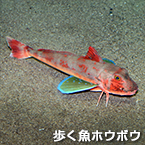 歩く魚ホウボウ